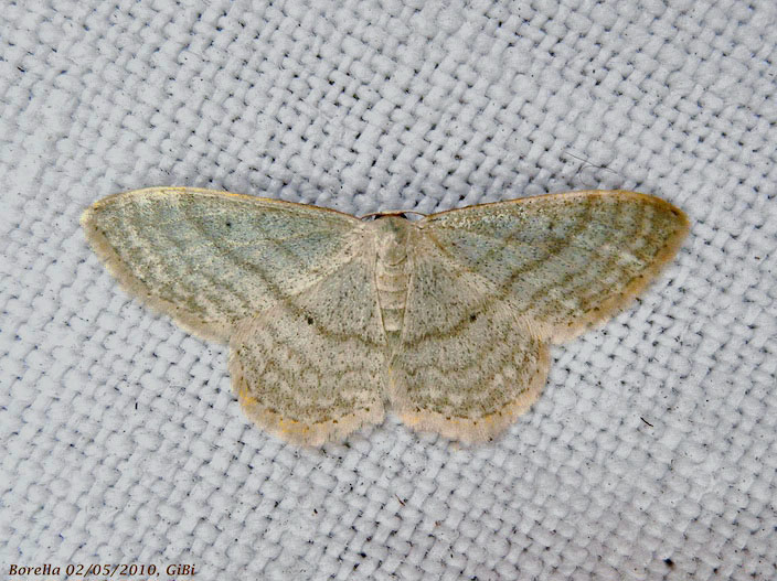 Idaea subsericeata ?